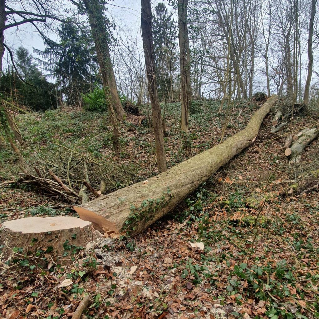 Arbre abattage professionnel Wallonie Bruxelles